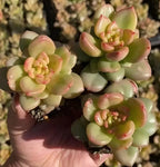 Echeveria Apple Blossom succulent rosettes with pink-edged green leaves