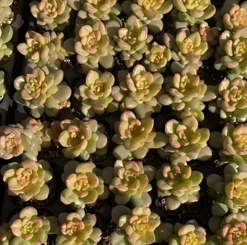 Echeveria Apple Blossom succulent rosettes densely packed, green with pink tips