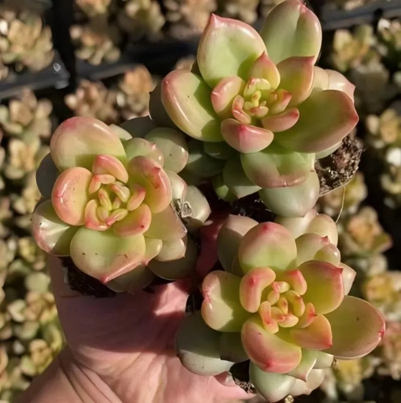 Echeveria Apple Blossom succulent rosette clusters held in hand, green with pink tips