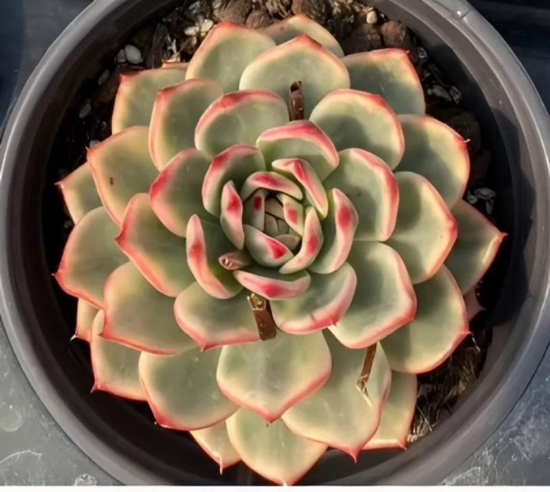 Variegated echeveria succulent in pot, large rosette with red-pink leaf margins