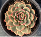 Variegated echeveria succulent in pot, large rosette with red-pink leaf margins