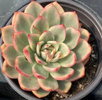 Variegated echeveria succulent in pot, layered rosette leaves with red borders