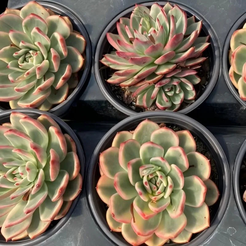 Variegated echeveria succulent in pot, pale green rosette with pink-red edges