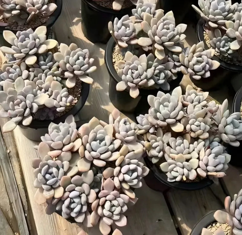 Echeveria Banxia succulent cluster in dark pot, pale gray leaves with pink tips