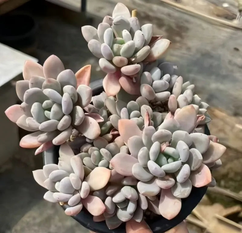 Echeveria Banxia in 6.5'' black pot, dense rosette succulent with pink-tinged tips