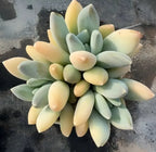 Variegated echeveria succulent rosette with clustered oval leaves in green and cream