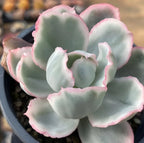 Variegated Echeveria succulent in 4 in pot, pale green rosette with pink edges
