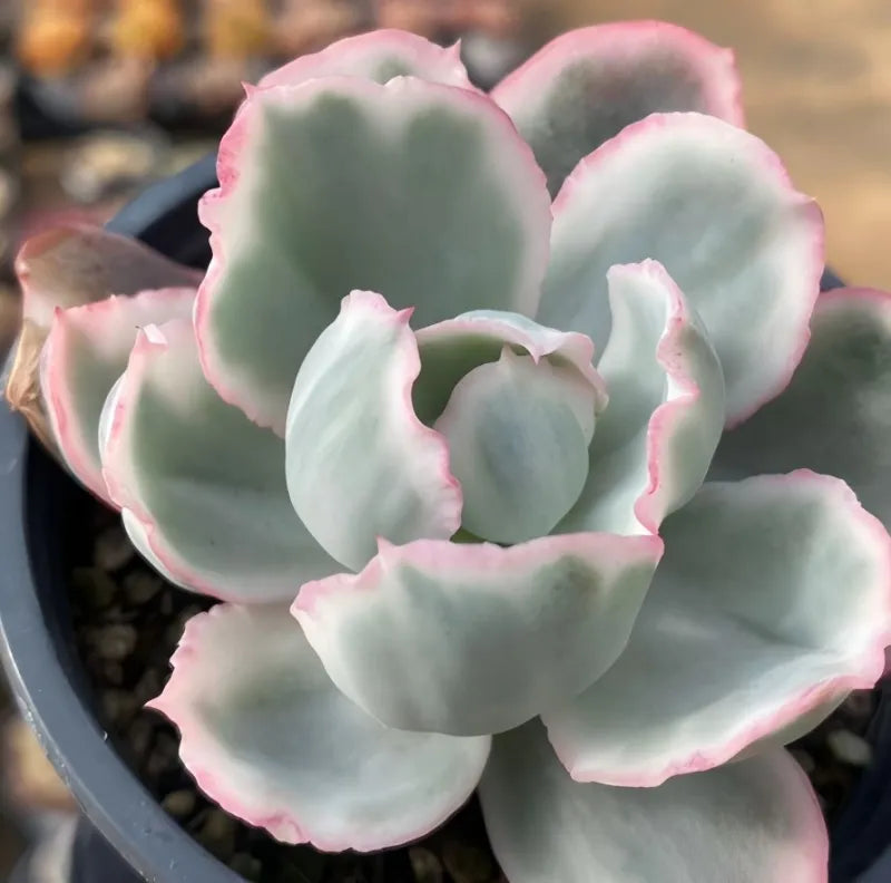 Variegated Echeveria succulent in 4 in pot, pale green rosette with pink edges