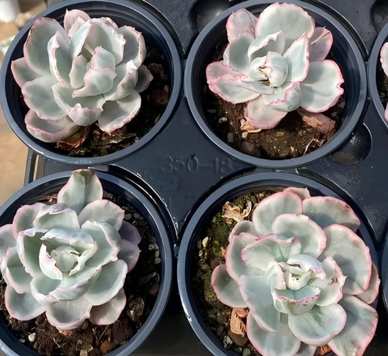 Set of four variegated Echeveria succulents in black pots, pale green rosettes with pink