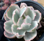 Variegated Echeveria rosette in a black 4 in pot, pale green with pink-edged leaf tips