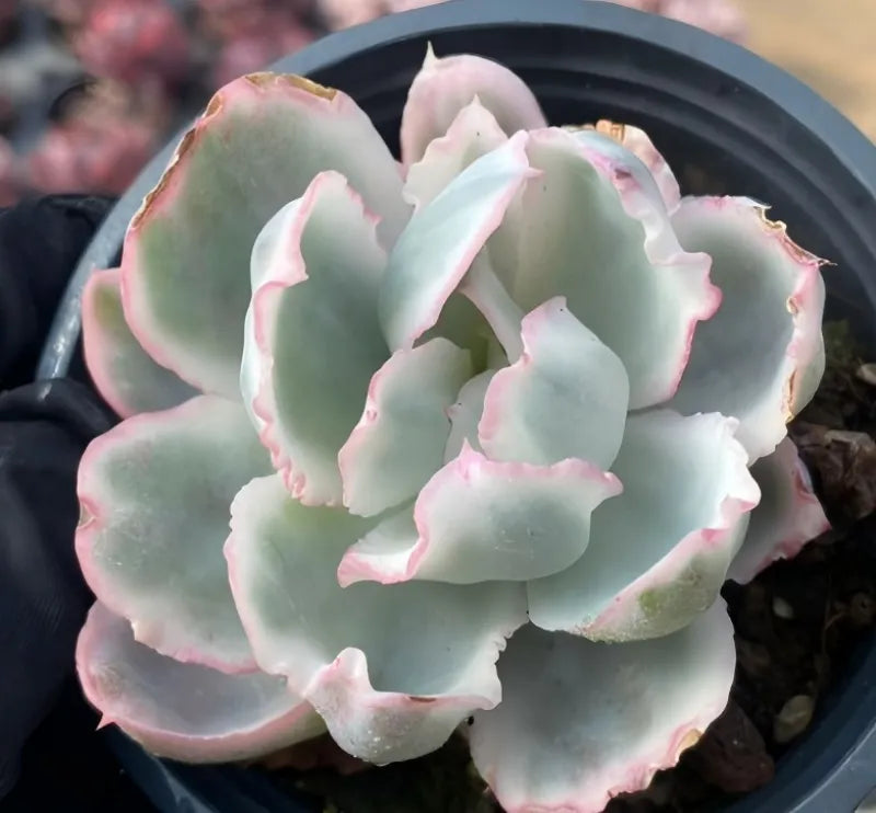 Variegated Echeveria rosette in a black 4 in pot, pale green leaves with pink trim