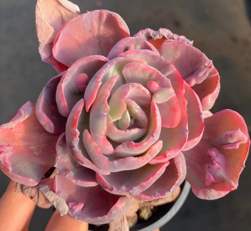 Pink succulent rosette in a small gray pot, held in hand.