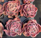 Multiple pink succulent rosettes in small pots, viewed from above.
