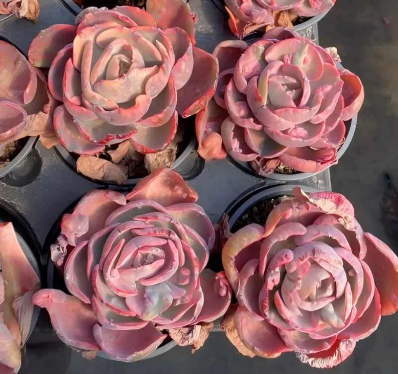 Multiple pink succulent rosettes in small pots, viewed from above.