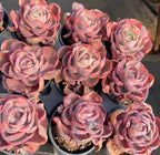 Pink succulent rosettes in small pots with soil and gravel, clustered together.