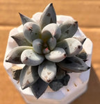 Echeveria Black Claw succulent in 2-inch pot with pointed gray leaves