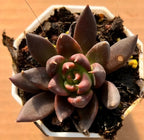 Echeveria succulent with dark rosette leaves in a 2.5 in pot