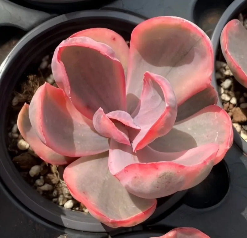 Variegated echeveria succulent in small pot, pink and pale gray rosette leaves