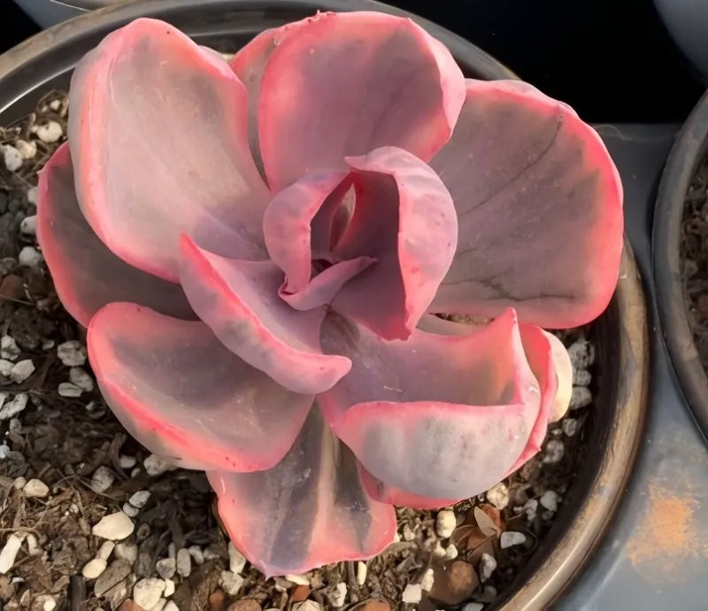 Variegated echeveria succulent in pot, large pink-edged rosette on gravel soil