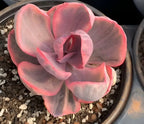 Variegated echeveria succulent in pot, large pink-edged rosette on gravel soil