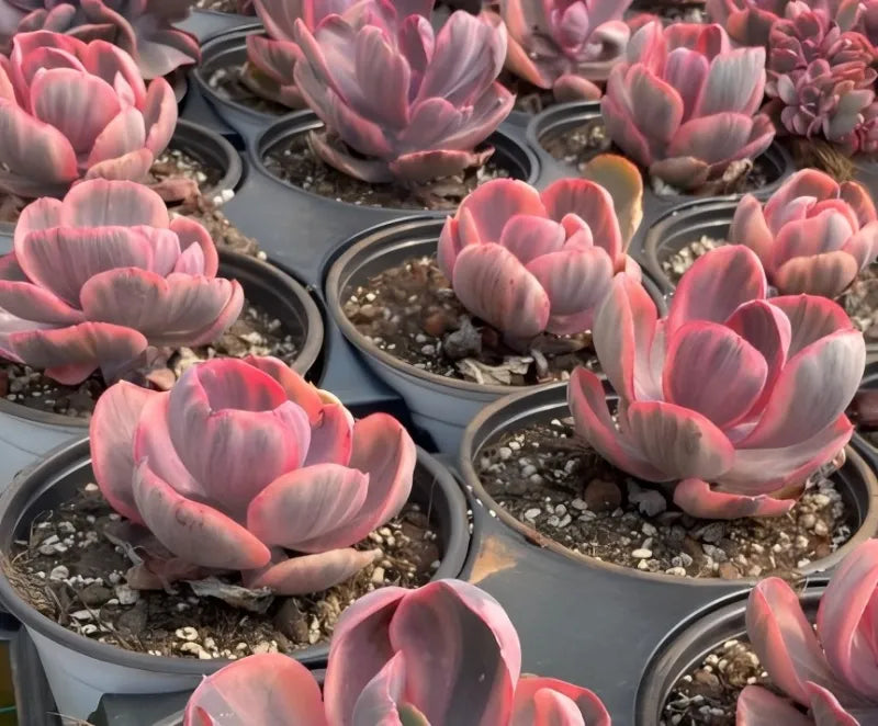 Group of variegated echeveria succulents in small pots, pink and pale rosettes