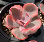 Variegated echeveria succulent in pot, close-up pink variegated rosette leaves