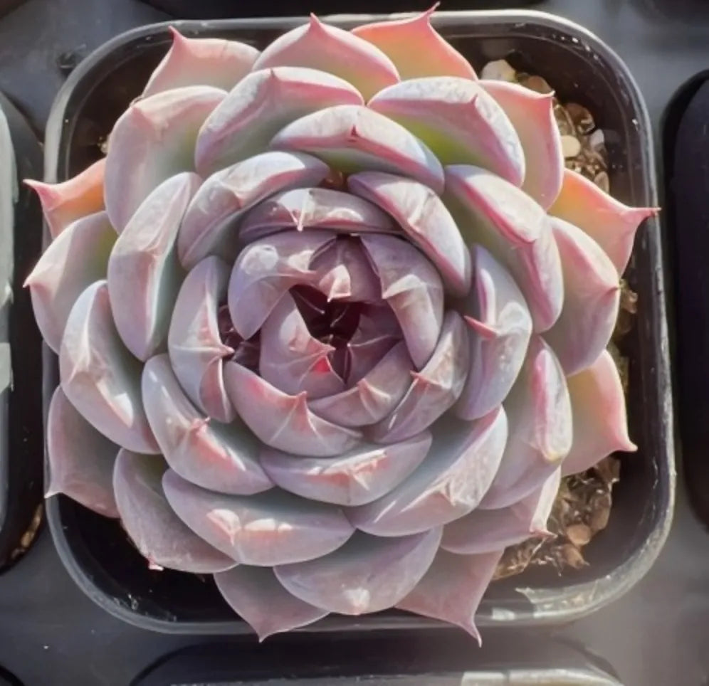 3-inch Echeveria 'Blueberry' succulent rosette, pale blue and pink leaves in a pot