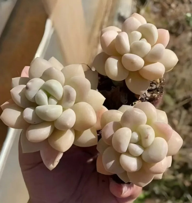 Echeveria Bubblegum succulent in a small pot, pale cream rosettes with green centers