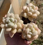 Echeveria Bubblegum succulent in a small pot, pale cream rosettes with green centers