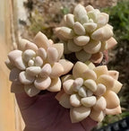 Echeveria Bubblegum succulent rosettes in a 2-inch pot, creamy white thick leaves