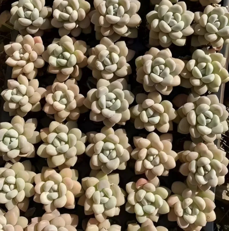Echeveria Bubblegum succulent rosettes in a pot, pale cream with light green tips