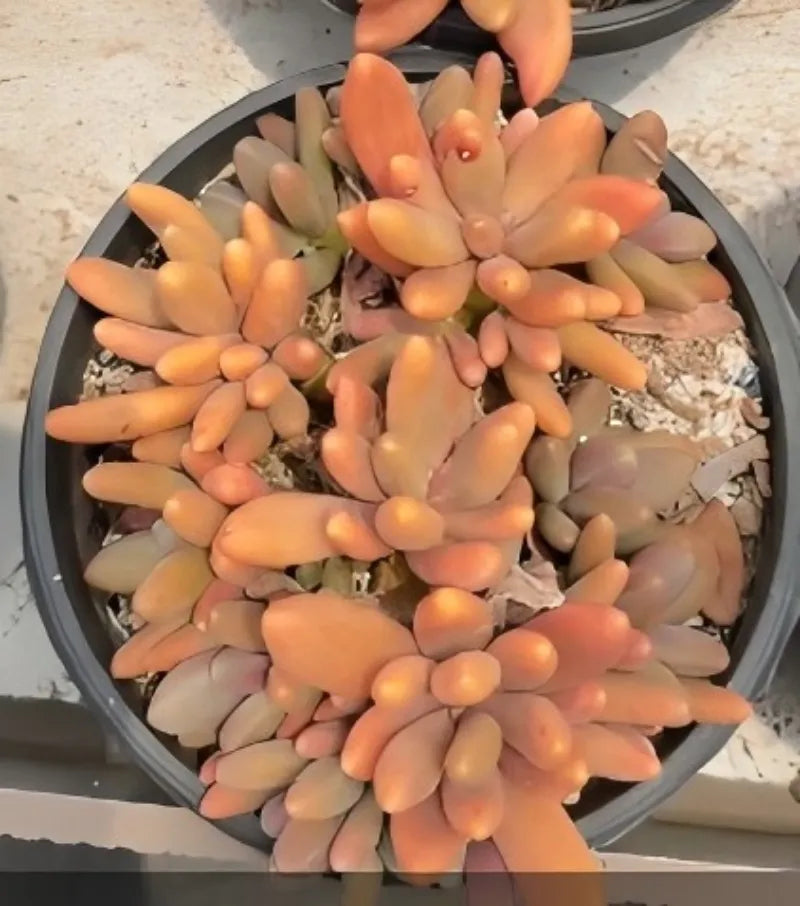 Peach-orange echeveria succulent in a gray 6.5 in pot with gravel and soil