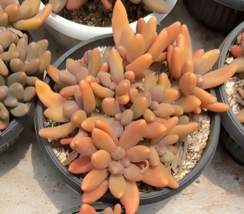 Orange and cream echeveria succulent rosettes in a gray 6.5 in pot
