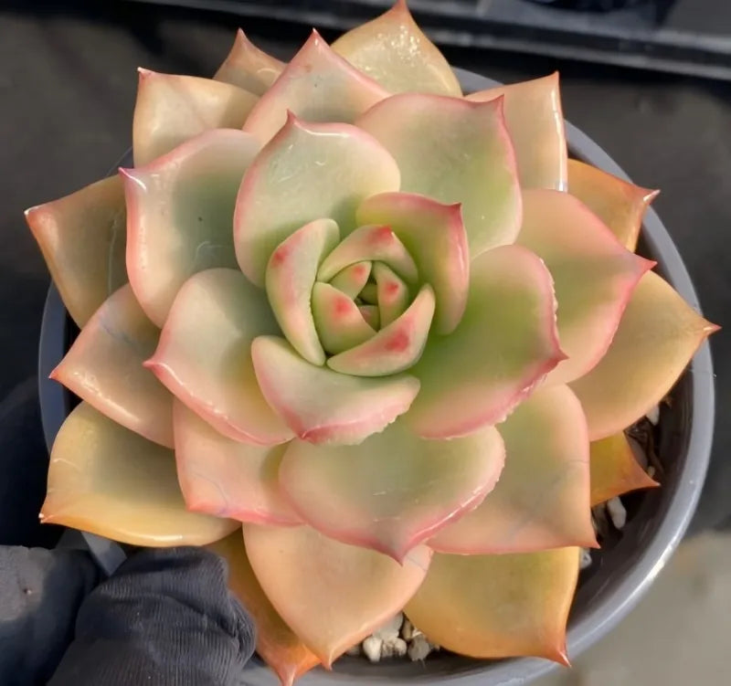 Variegated echeveria rosette in 4-inch pot, pale green with pink edges
