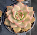 Variegated echeveria in 4-inch pot, centered rosette with green leaves and pink tips