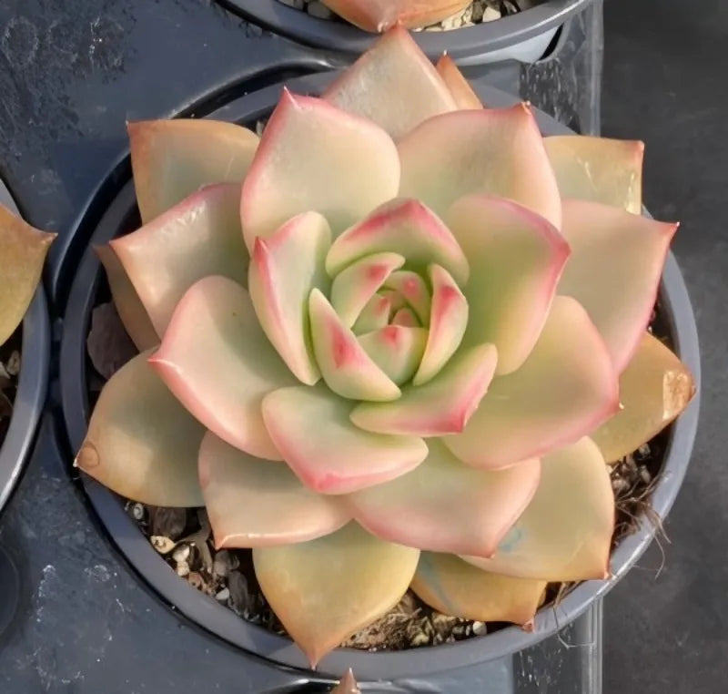 Variegated echeveria in 4-inch pot, centered rosette with green leaves and pink tips