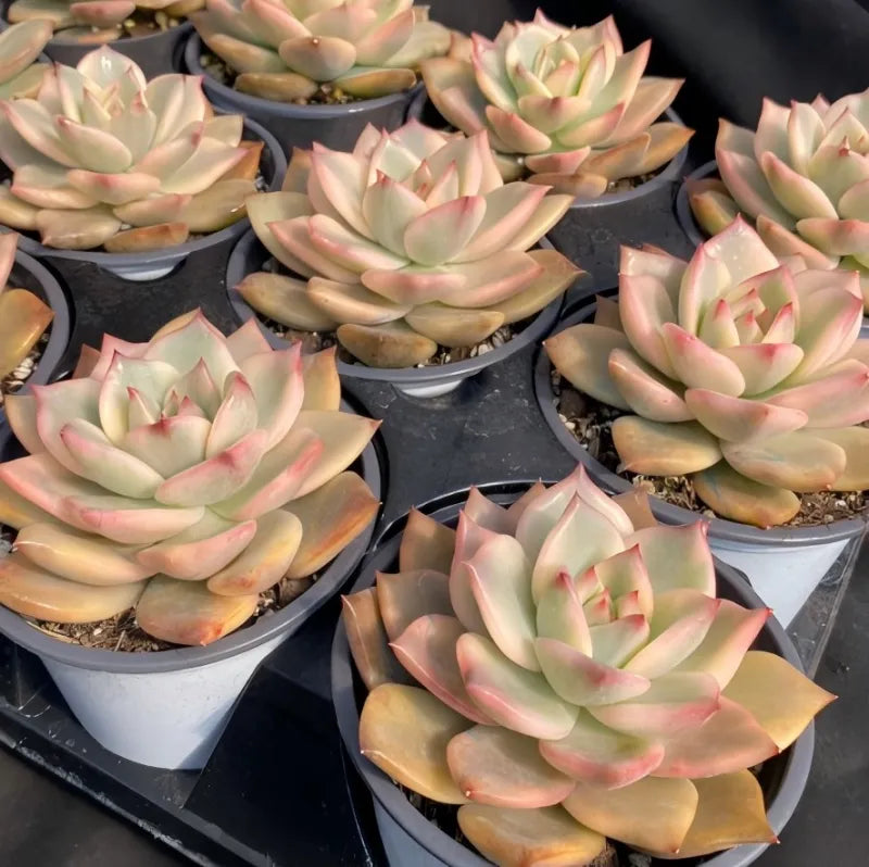Multiple variegated echeveria succulents in small pots, rosettes with pink-edged leaves