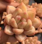 Echeveria Champagne succulent rosette cluster, pale peach leaves with subtle red marks