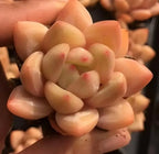 Echeveria Champagne succulent rosette close-up, pale peach petals with red-tinted spots