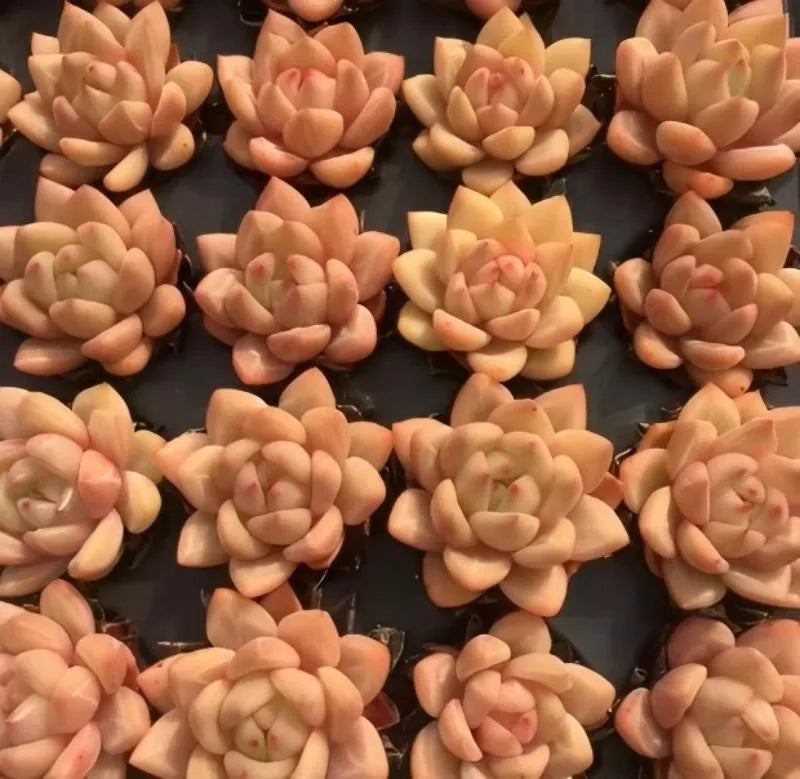 Echeveria Champagne succulent rosette cluster, peach leaves with red blush tips