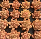 Echeveria Champagne succulent rosette cluster, peach leaves with red blush tips