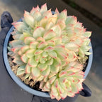 Variegated echeveria in 4-inch pot with pastel green rosettes and pink-edged leaves