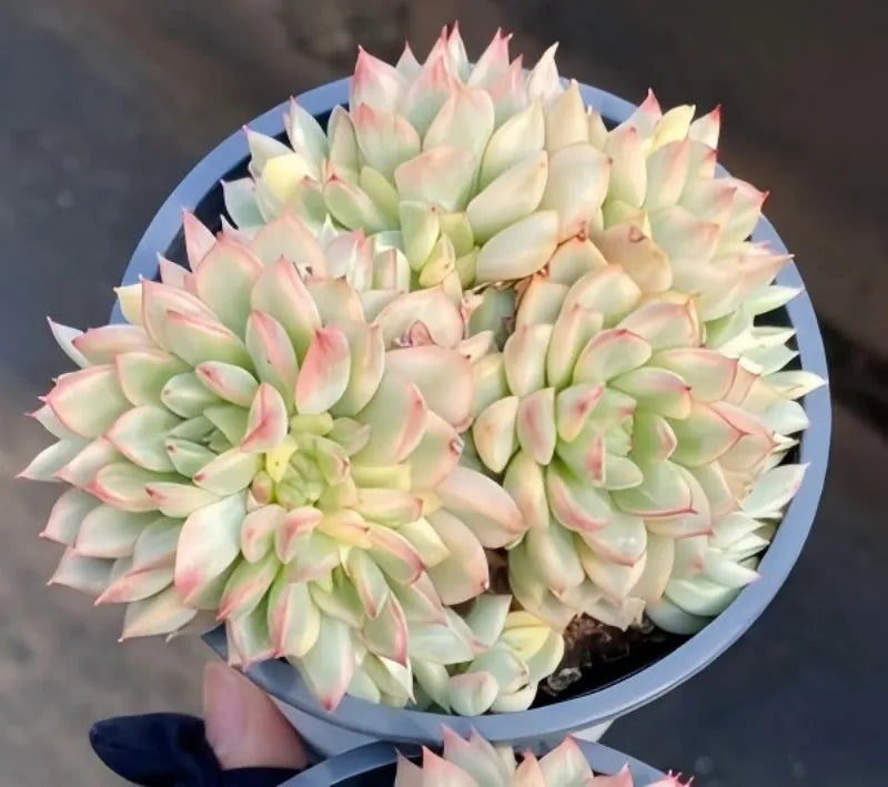 Variegated echeveria in 4-inch pot, large layered rosette with pale green and pink tips