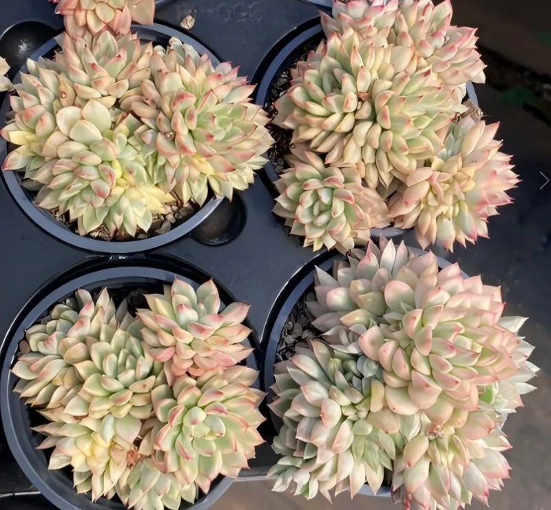 Variegated echeveria succulent in 4-inch pot, pale green leaves with pink tips