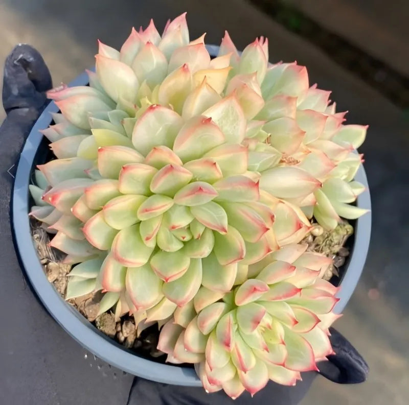 Variegated echeveria plant in 4-inch pot, close rosette with pale green leaves, pink marks