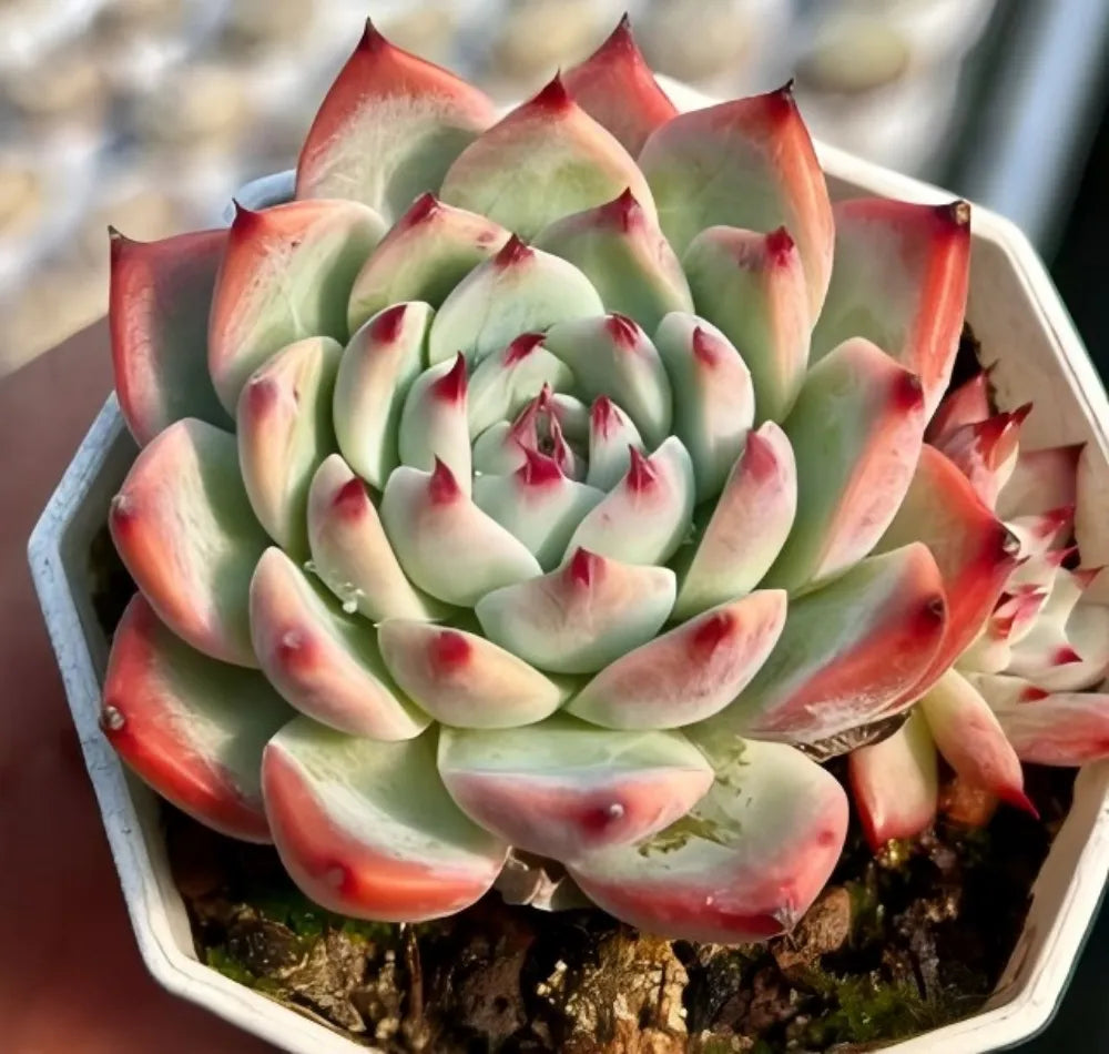 Echeveria Chihuahuaensis succulent with green rosette leaves and red-edged tips