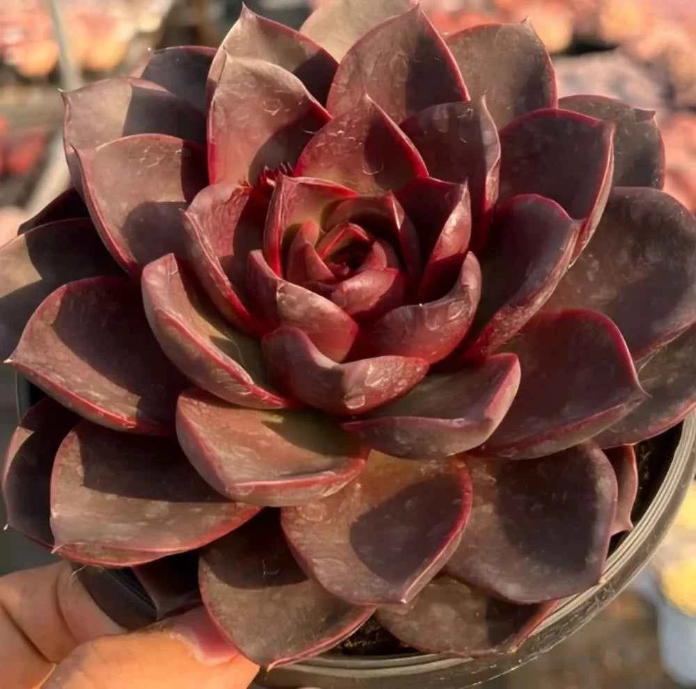 Echeveria rosette with dark burgundy outer leaves, red inner center, in metal tray.
