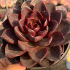 Echeveria rosette with dark burgundy outer leaves, red inner center, in metal tray.