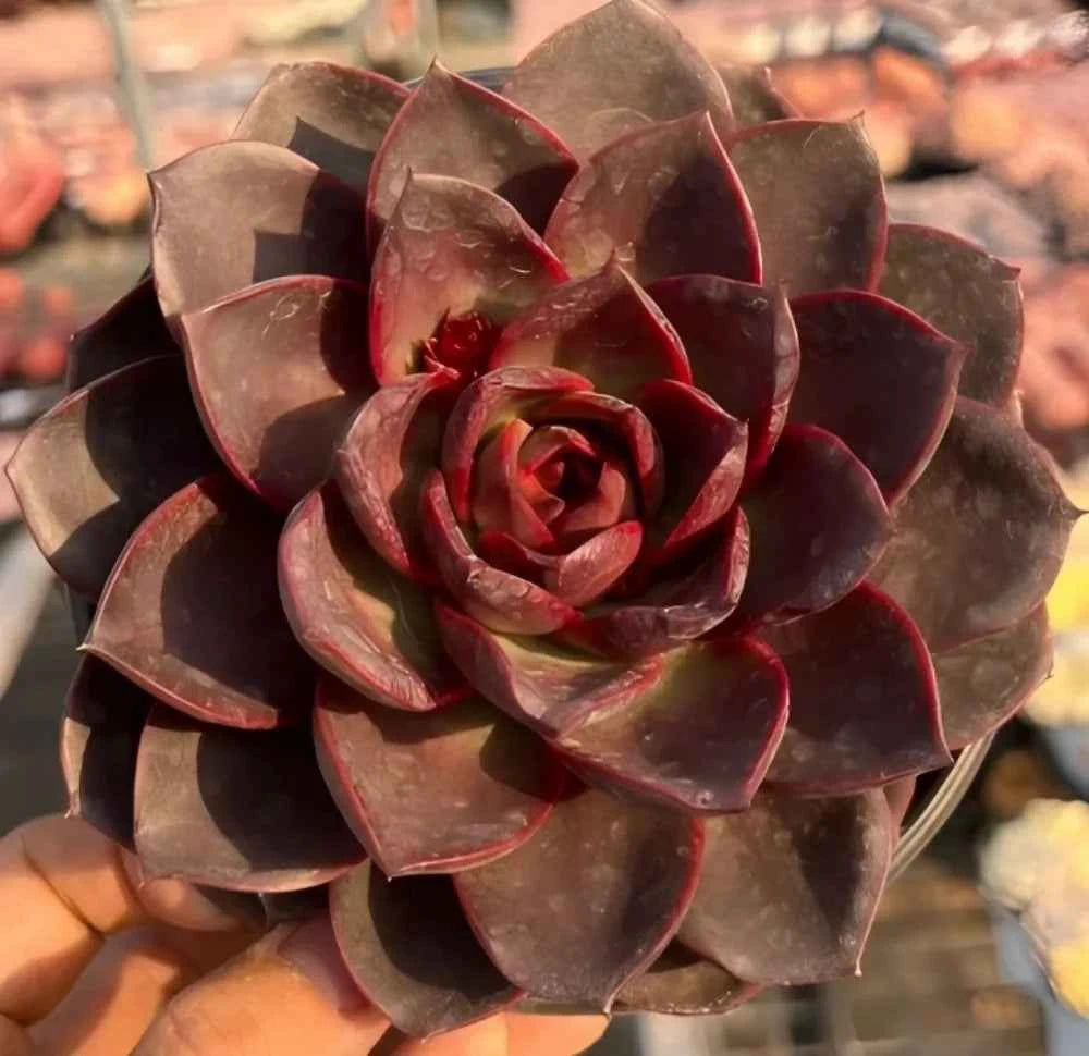 Echeveria rosette with deep burgundy layered leaves and a brighter red spiral center.