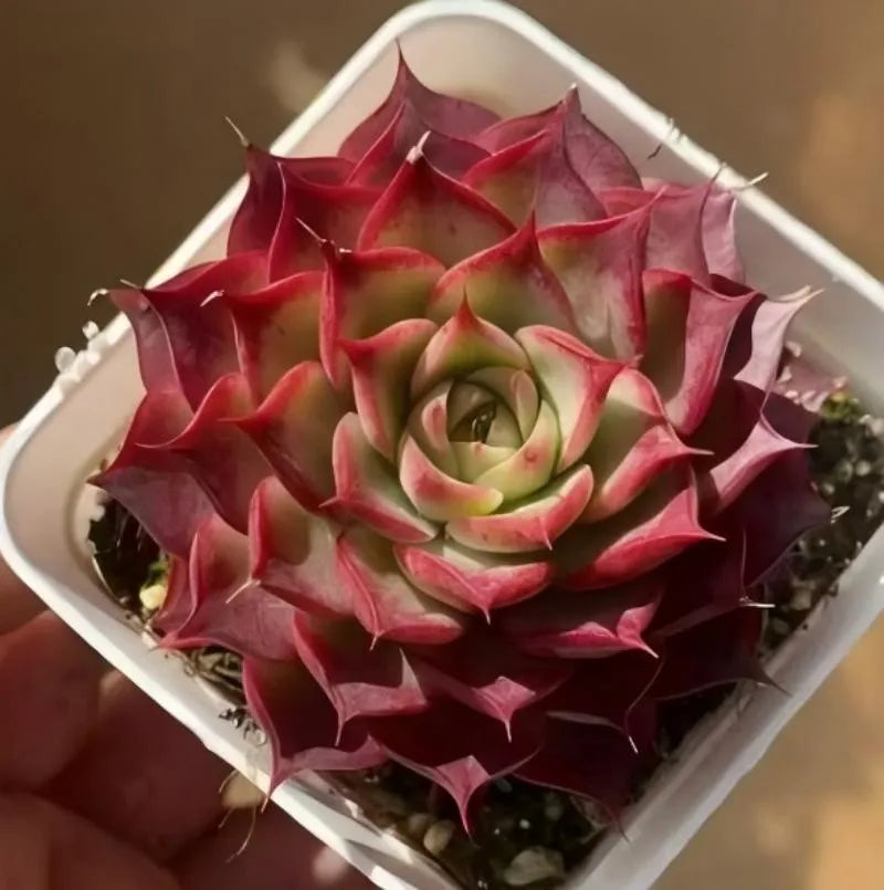 Echeveria rosette succulent in white pot, centered green core and red tips